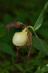 Kentuckey lady's slipper